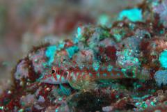 Lepidonectes corallicola