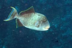 Pseudobalistes flavimarginatus