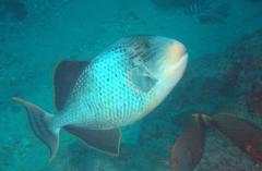 Pseudobalistes flavimarginatus