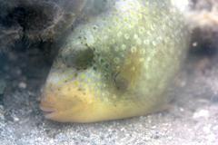 Pseudobalistes flavimarginatus