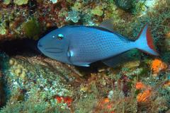 Xanthichthys ringens