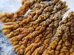 Cercidospora caudata