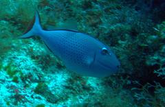 Xanthichthys ringens