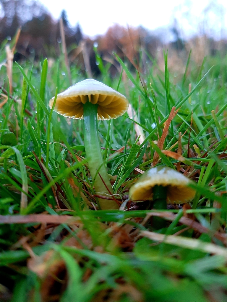 Gliophorus psittacinus · November 2025 · photo: © janetav (iNaturalist, cc-by)