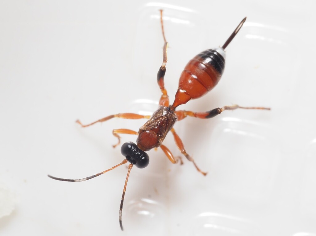 Agrothereutes abbreviatus