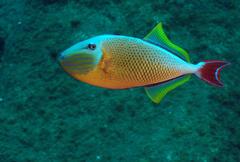 Xanthichthys mento