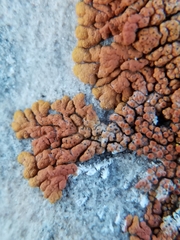 Cercidospora caudata