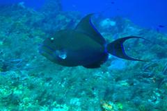 Balistes vetula
