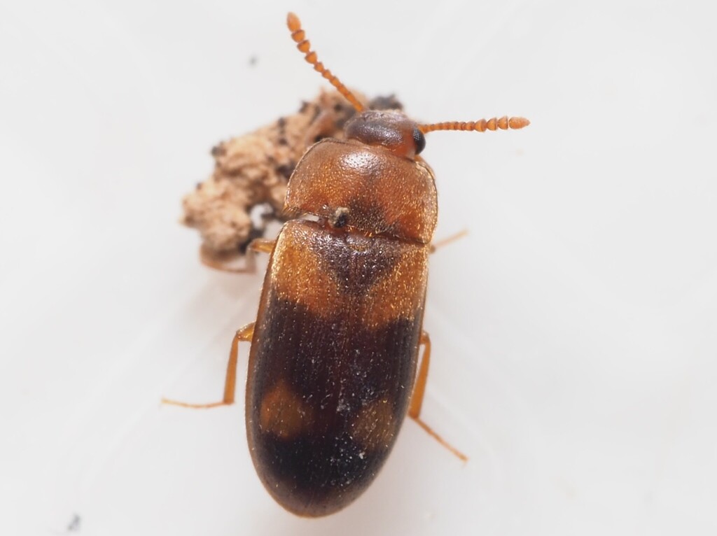 Mycetophagus populi