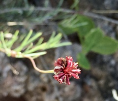 Porophyllum linifolium