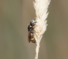 Masarinae