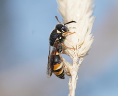 Masarinae