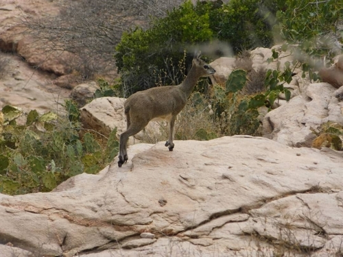 Somali Klipspringer