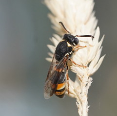 Masarinae