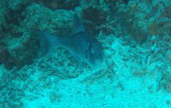 Canthidermis maculata