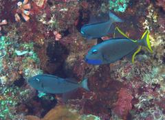 Xanthichthys auromarginatus