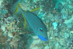 Xanthichthys auromarginatus