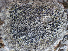Lecanora gangaleoides