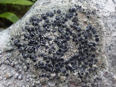 Lecanora gangaleoides