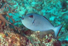 Xanthichthys auromarginatus