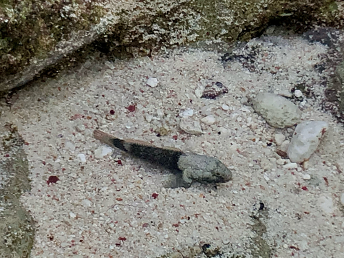Cyclops Frillgoby — seen at this dive site
