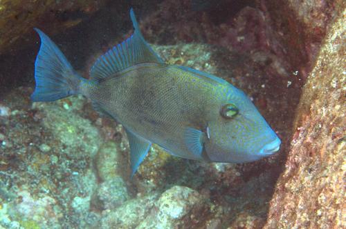 Finescale Triggerfish