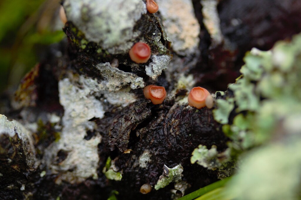 Ditangium cerasi