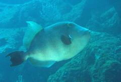 Pseudobalistes naufragium