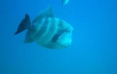 Pseudobalistes naufragium