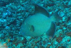 Pseudobalistes fuscus