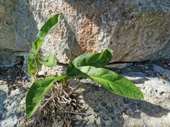 Anthurium schlechtendalii