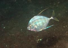 Atropus armatus