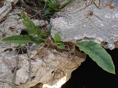 Anthurium schlechtendalii