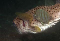 Atropus armatus