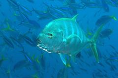 Carangoides