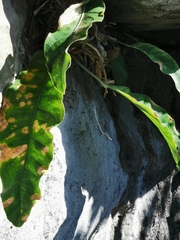 Anthurium schlechtendalii