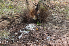 Chlamydera guttata