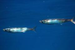 Atherinops affinis