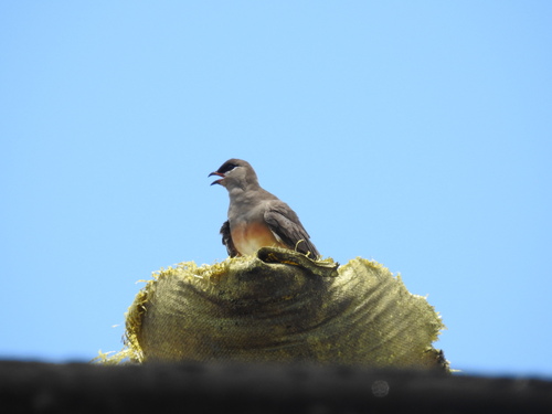 iNaturalist image