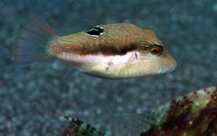 Canthigaster bennetti