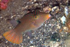 Canthigaster papua