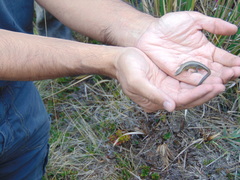 Pholidobolus macbrydei