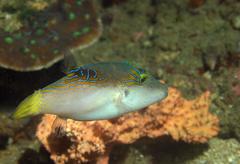 Canthigaster epilampra