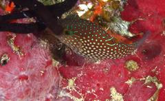 Canthigaster janthinoptera