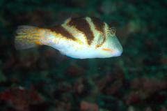Canthigaster axiologus