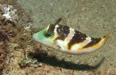 Canthigaster axiologus
