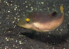 Canthigaster compressa