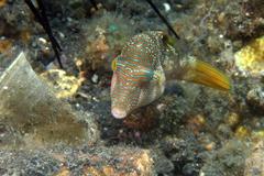 Canthigaster compressa