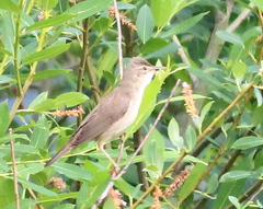 Acrocephalus palustris