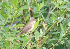 Acrocephalus palustris